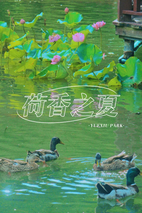遇见 更美的越秀公园 | 风蒲猎猎小池塘，过雨荷花满院香