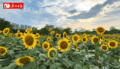 夏日强推！这片向日葵花海，是城市里的夏日限定浪漫！