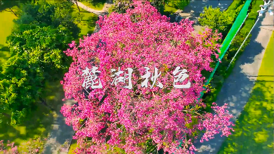 绿色越秀丨越秀的秋天是粉色的！麓湖高颜值异木棉上线