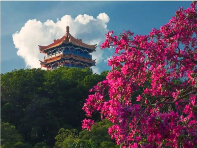 绿色越秀｜金秋十月！来麓湖公园邂逅一片粉色花海