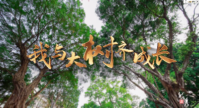 我与大树齐成长！这间小学里有棵宝藏级古树