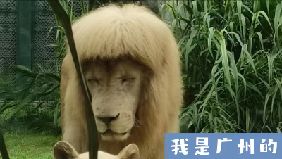 齐刘海狮子火上热搜！工作人员：这发型我们不敢剪
