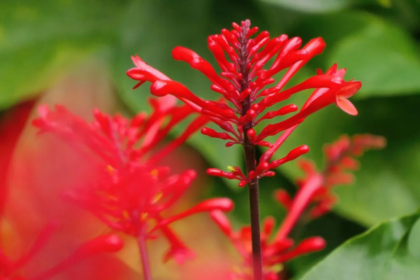 越秀公园红楼花