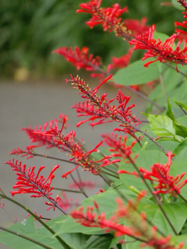 越秀公园红楼花