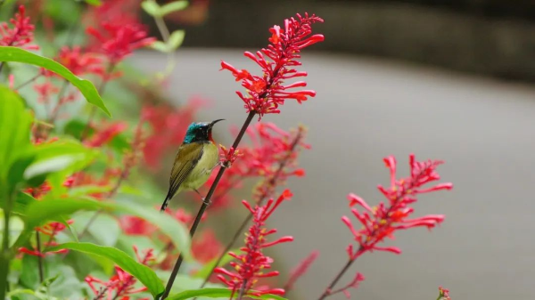 越秀公园红楼花