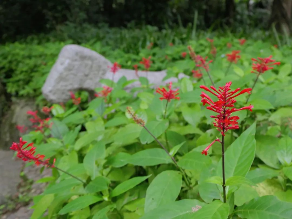 越秀公园红楼花