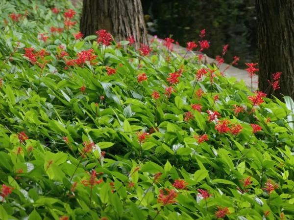 越秀公园红楼花
