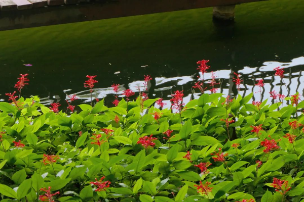 越秀公园红楼花