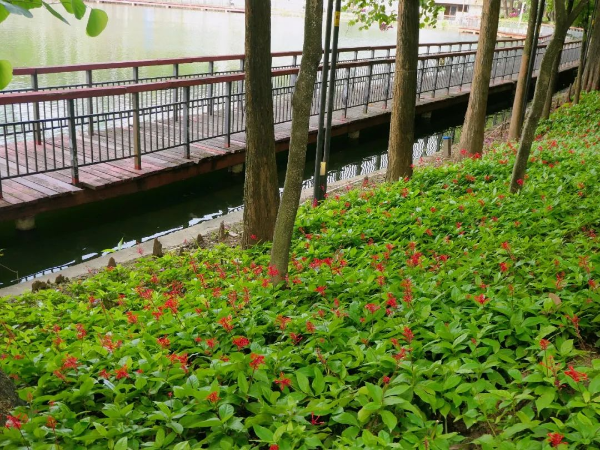 越秀公园红楼花