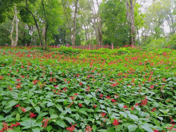 越秀公园红楼花