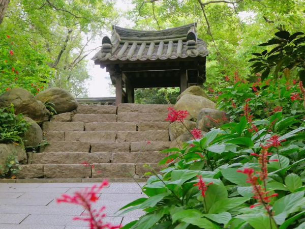 越秀公园红楼花