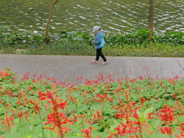 越秀公园红楼花