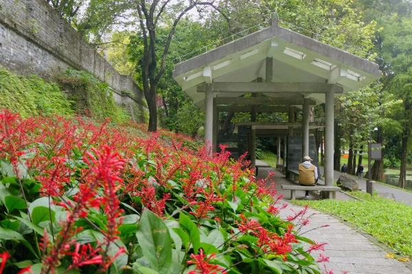 越秀公园红楼花