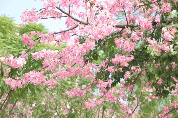 异木棉