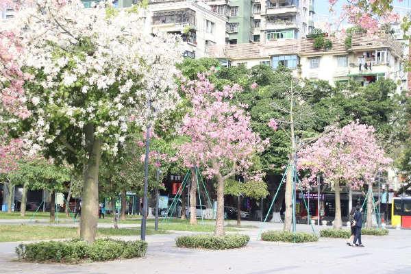 绿色越秀丨怦然心动！漫步异木棉“粉色花路”