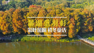 彩叶斑斓，藏在麓湖的“童话秘境”