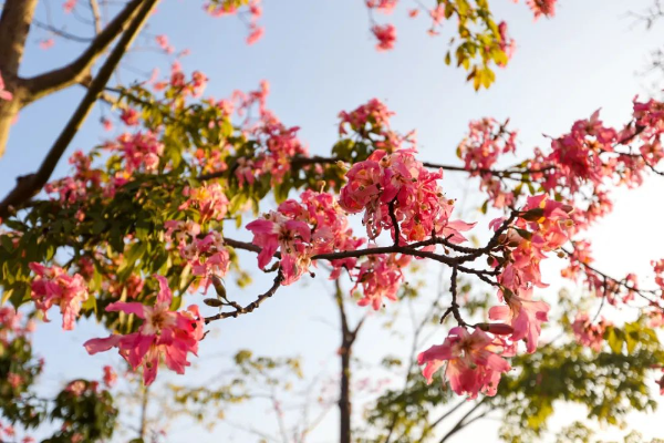 二沙岛异木棉