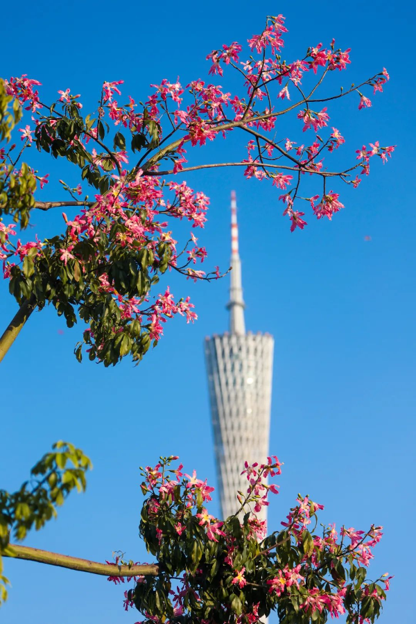 二沙岛异木棉