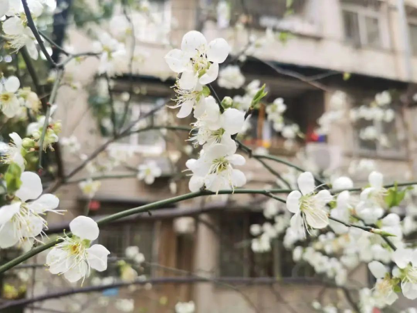 梅花村赏梅花