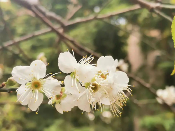 梅花村赏梅花