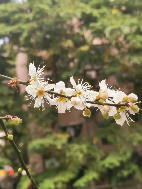 梅花村赏梅花