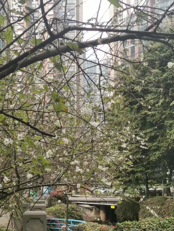 梅花村赏梅花
