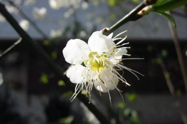 梅花村赏梅花