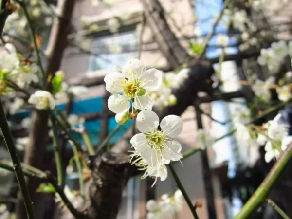 梅花村赏梅花