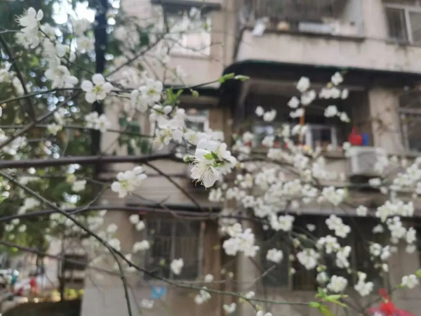 梅花村赏梅花
