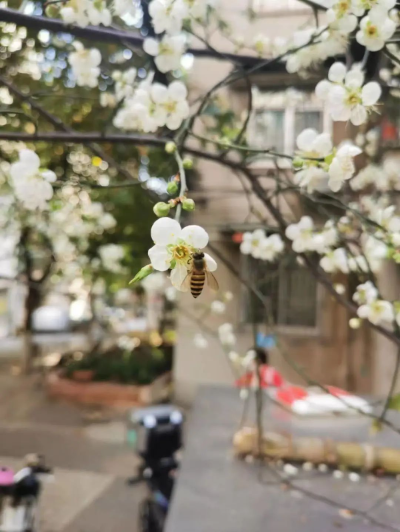 绿色越秀｜冬日限定花景悄然绽放！就在梅花村