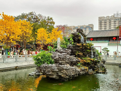 光孝寺黄花风铃木盛开