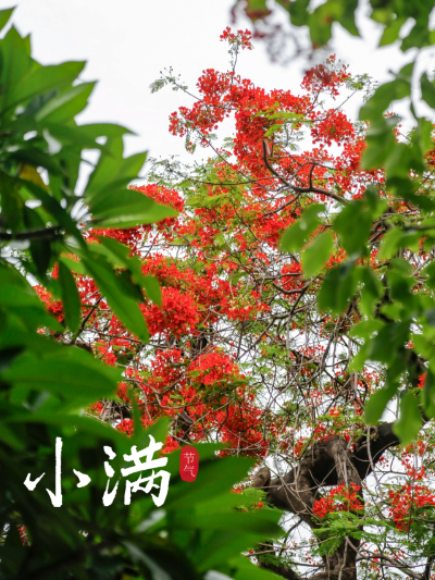 今日的“小美满”，是凤凰花给的