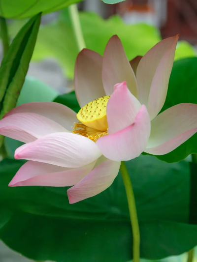 千年古刹，莲花绽放