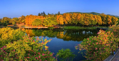 “红”了几千年的落羽杉，惊艳了麓湖公园