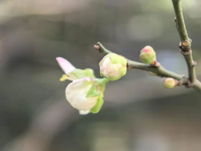 梅花初绽放