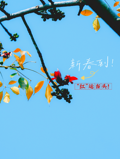 春天的第一朵木棉花，开了！