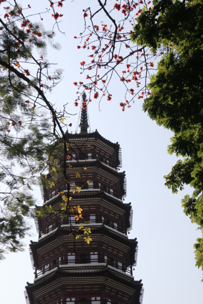 木棉盛放红似火，六榕古刹春意浓